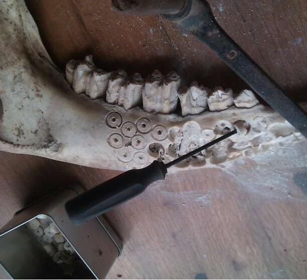用牛骨代替人骨制作的嘎巴拉佛珠，这东西估计很多人没见过吧